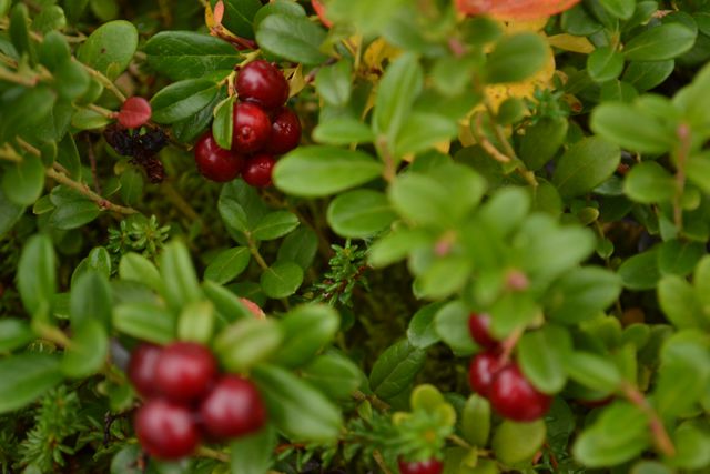 lingonberries in Jukkasjarvi