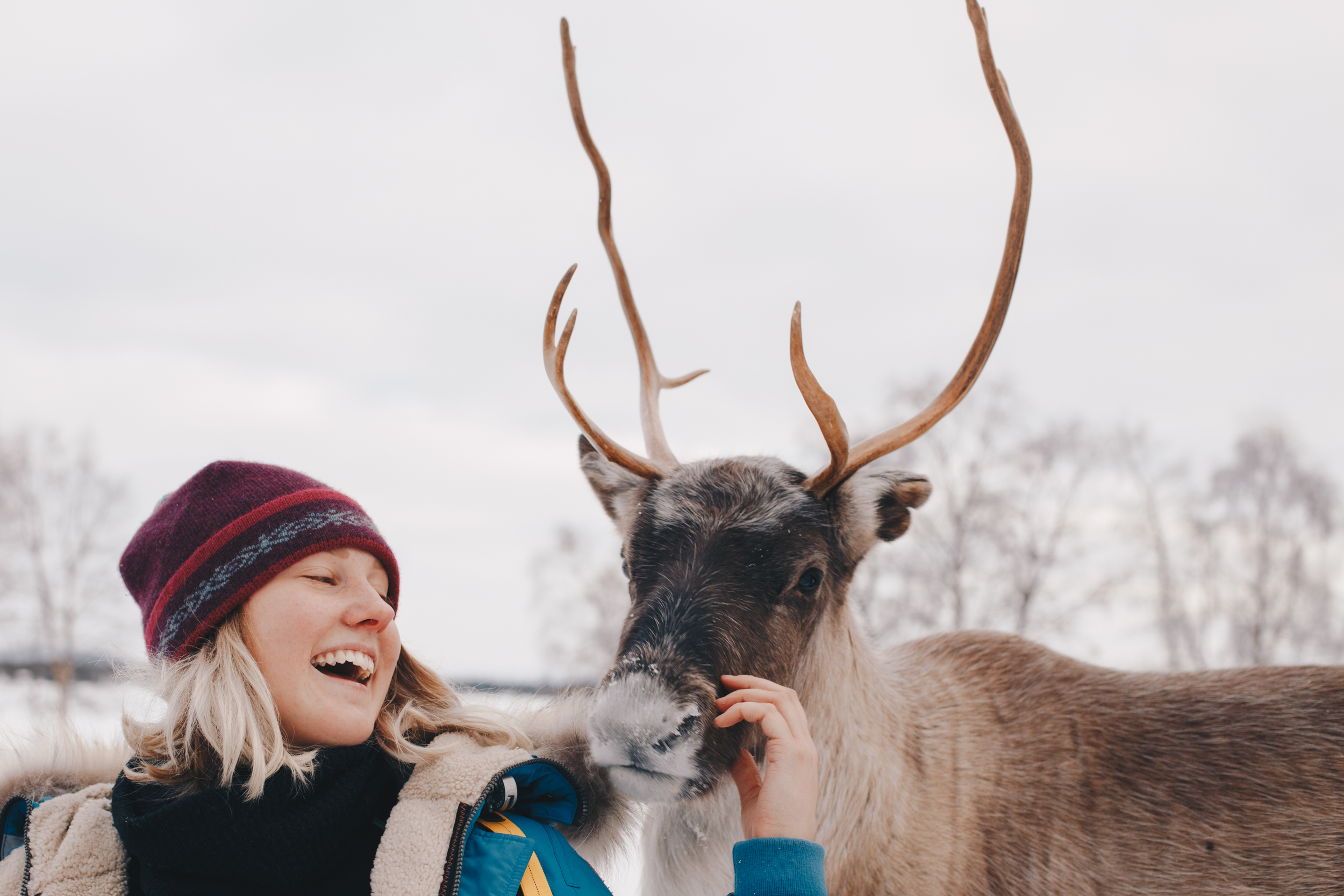 Tourist feeding reindeer