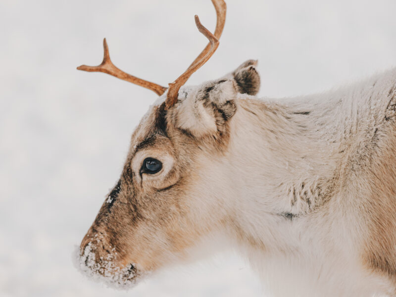 Miessemánnu – Reindeer calf month May