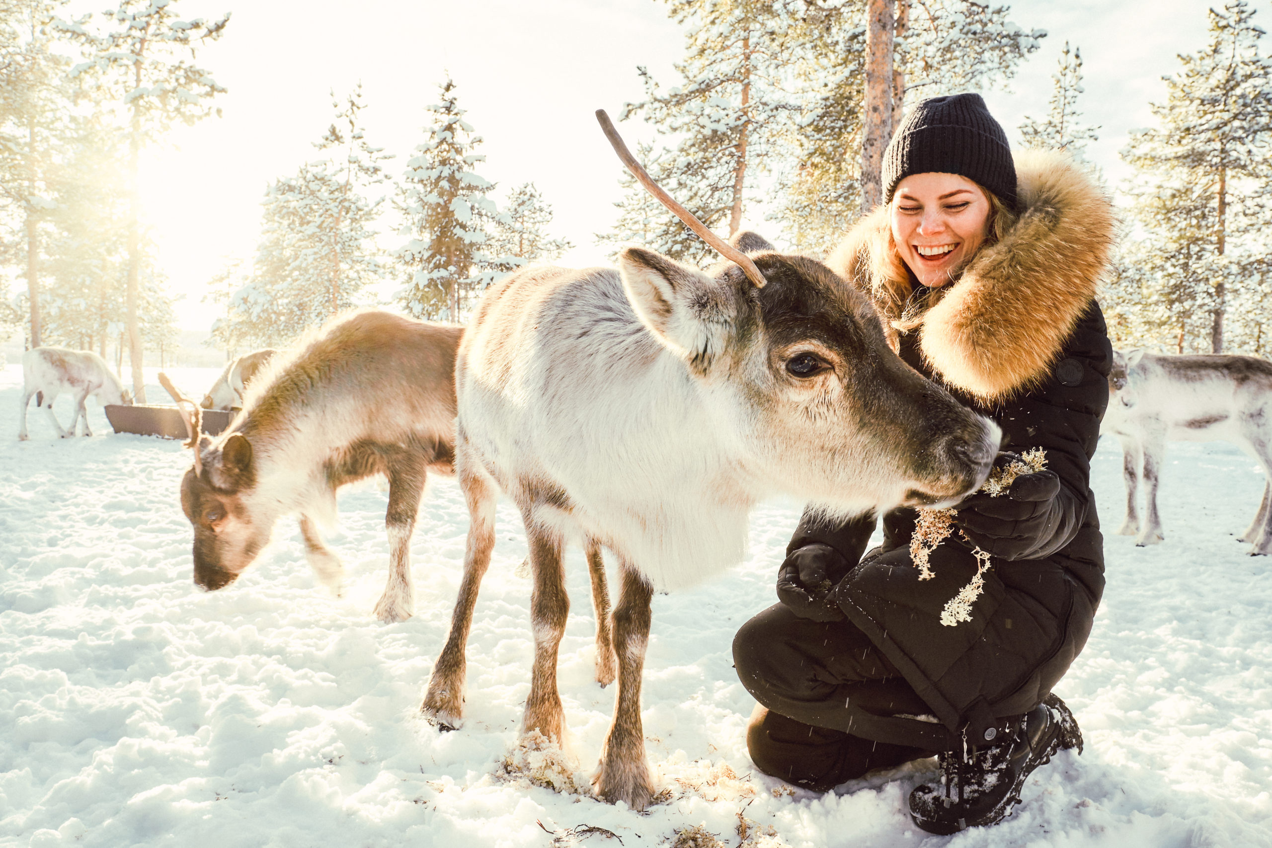 Tourist feeding reindeer
