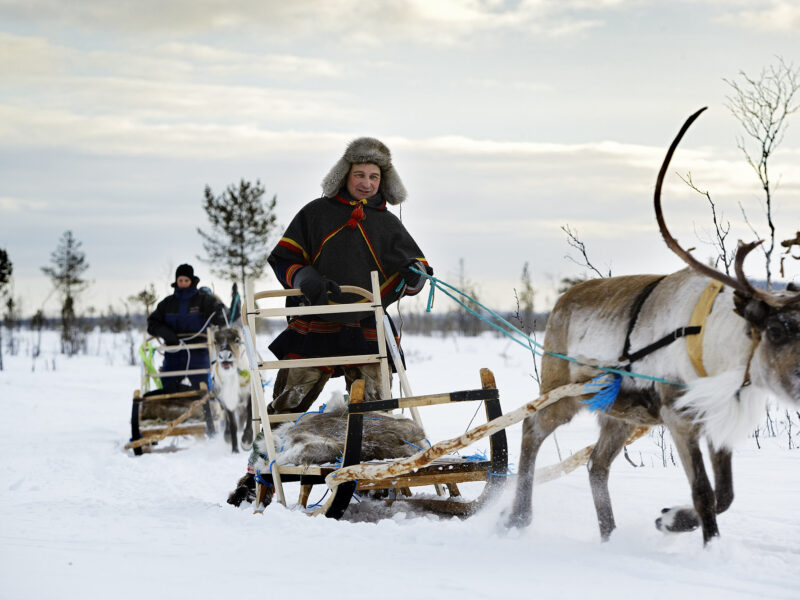 Vuoján – Reindeer sled excursion