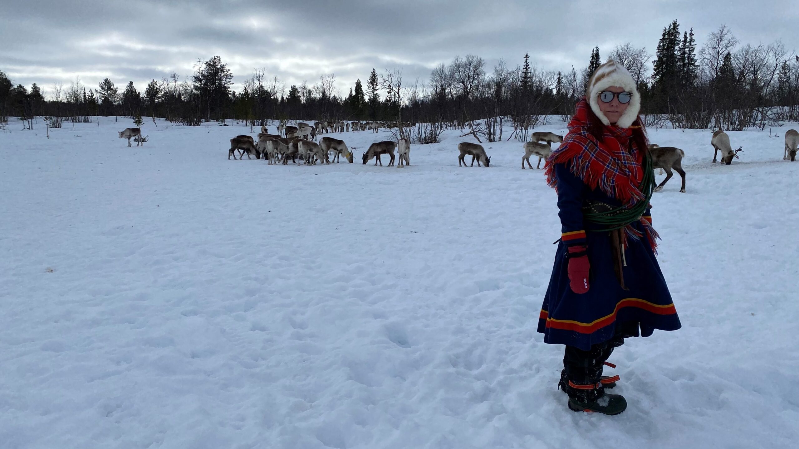 sami woman in traditional clothes surrounded by reindeer