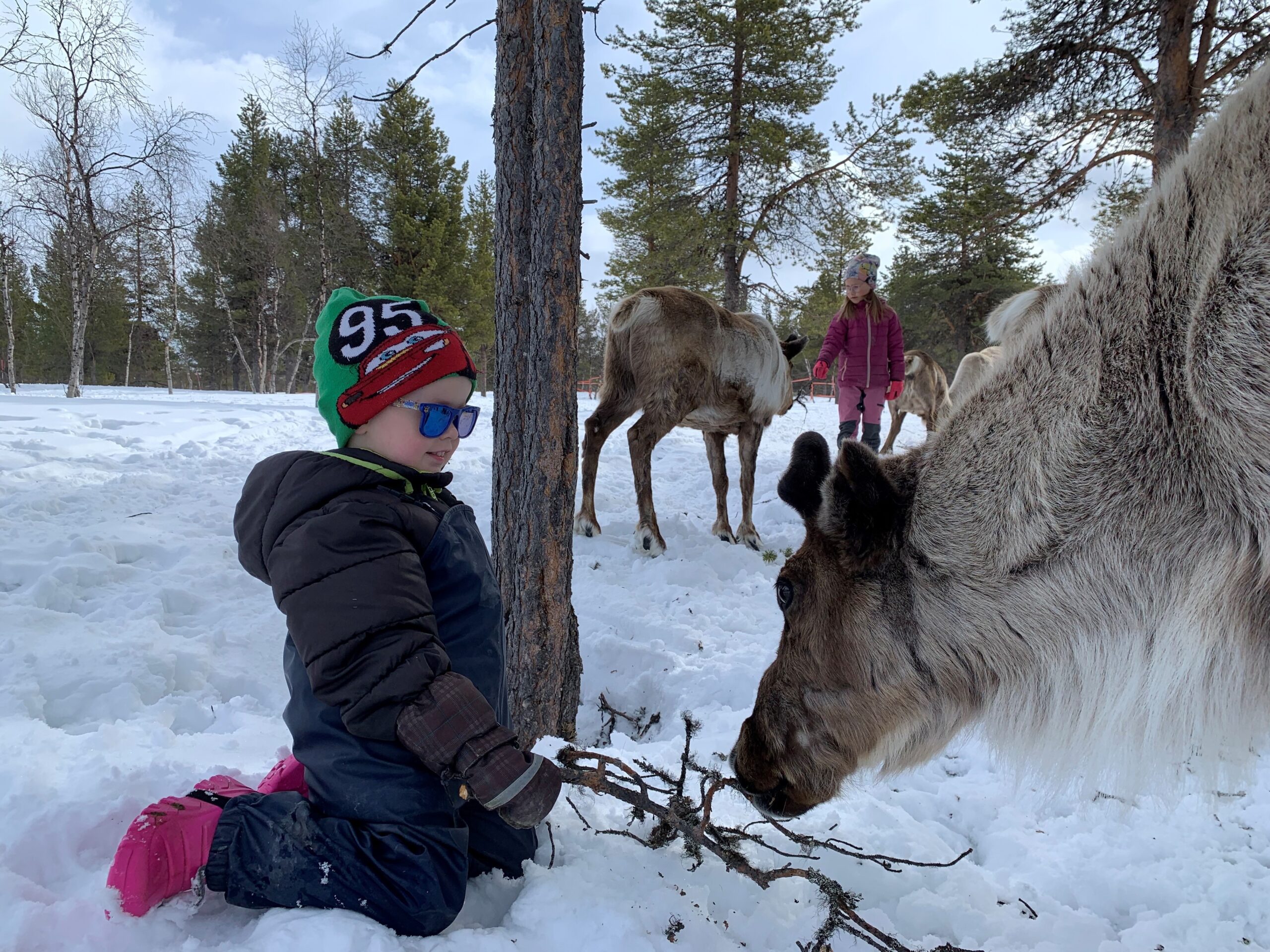 Kid feeding reindeer
